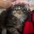 Mane coon mix 2 thumbnail