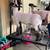 Hampshire ram lamb 3 thumbnail