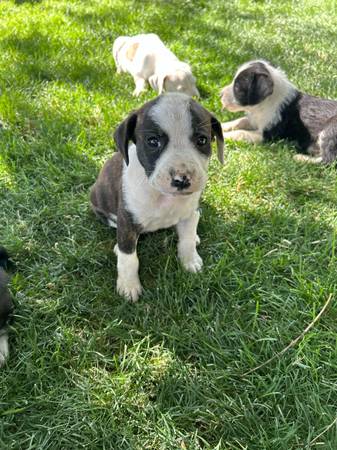 Rehoming pups! (Warden)63656878809731121