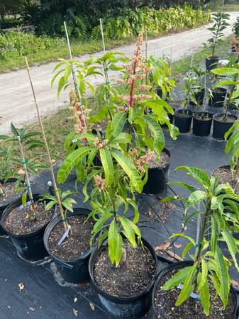 Grafted Mango Tree Super Julie 1