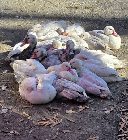 Muscovy ducks 1