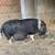 FREE HOG Pig 3 thumbnail