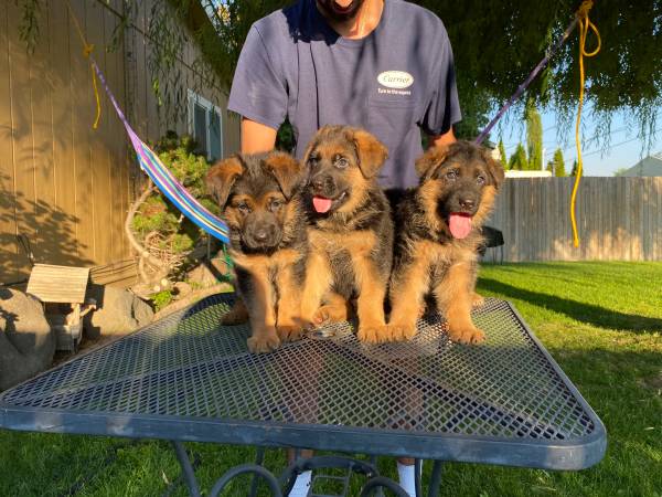 Gorgeous German shepherd puppies63853557571201123