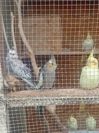 Cockatiels 1