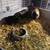 Guinea pigs 20.00 6 thumbnail