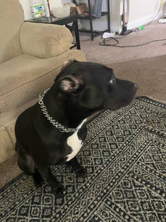 REHOMING DOG (Ocean Bluff)63912908522754123