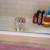 100% Authentic Persian Kittens 2 thumbnail