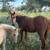 Red Mare and Palomino Colt 5 thumbnail