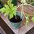 House Plants 2 thumbnail