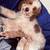 Mini/Medium  Golden Aussie Doodles 1 thumbnail
