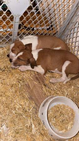 Two puppies (Rogersville)