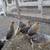 Chickens 4 thumbnail