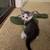 Beautiful kittens 2 thumbnail