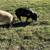 Idaho Pasture pigs/hogs 2 thumbnail