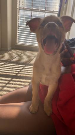 cachorro mezcla de chihuahua y pastor, 3 meses de edad (Temple)63839344831363123