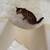 Bengal cat 5 thumbnail