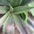 Free (with a catch) Succulents, Mangave. You have to dig them up 1 thumbnail