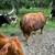 Mini bull 3 thumbnail