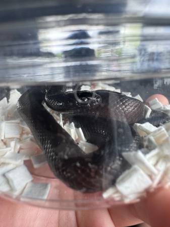 Rehoming mexican black kingsnake (Davis)63848769395971120