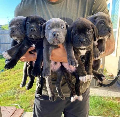 Gorgeous Cane Corso Pups Available Now 1