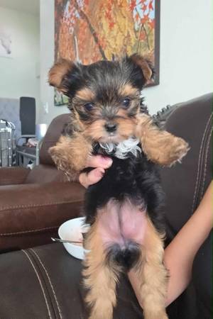 Yorkie (Las Vegas)63860184007811120