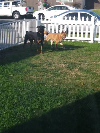 Rehoming two dogs 1
