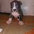 Bully puppies 3 thumbnail