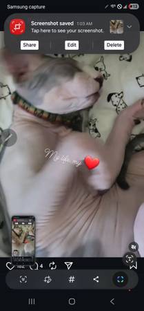 Sphynx cat lost male unaltered (Peoria)64047951351169122