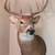 Whitetail Deer Shoulder Mount Taxidermy 1 thumbnail