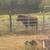 Cattle 1 thumbnail