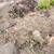 Succulents 5 thumbnail