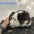 Mini Rex Rabbits 4 thumbnail