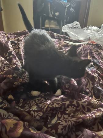 4 gatitos machos (Bronx)63930930217602122