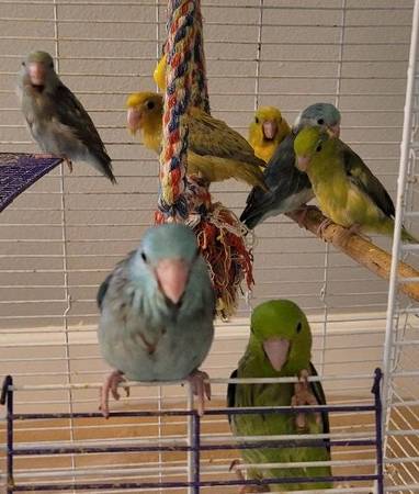Tame Baby Parrotlets (gilroy)63862000740225121