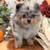 Pomeranian Pumpkins 14 thumbnail