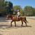 Beginner Safe, Bombproof Clydesdale Horse for Sale 3 thumbnail