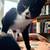 Male Tuxedo Kitten 2 thumbnail