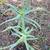 Only $10 for the healthy, medicinal Aloe Vera plants 3 thumbnail