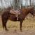 Trail Gelding 1 thumbnail