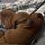 Mini Dachshund puppies 1 thumbnail