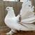 Pigeons-Indian fantails 13 thumbnail