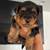 Yorkies 2 thumbnail