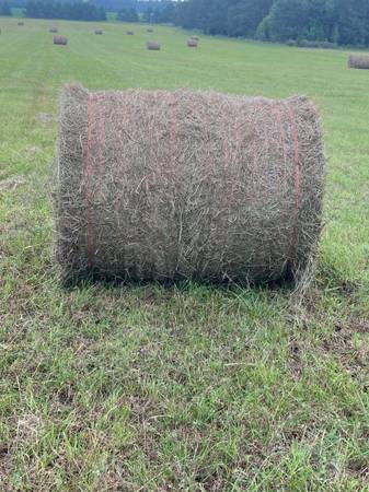 5 x 4 grass hay 1