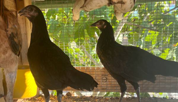Gallinas Asil (Aseel) (Mesa)63967288533763121