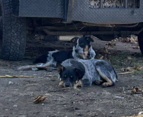 2 Blue heelers 1