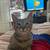 Tabby Female Kitten 2 thumbnail