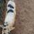 Kunekune 3 thumbnail