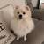 Pomeranian For SALE 2 thumbnail