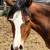 Arabian Purebred SE Lines 9 thumbnail