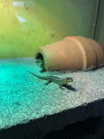 Zebra skink (Haverhill)63863495881603120